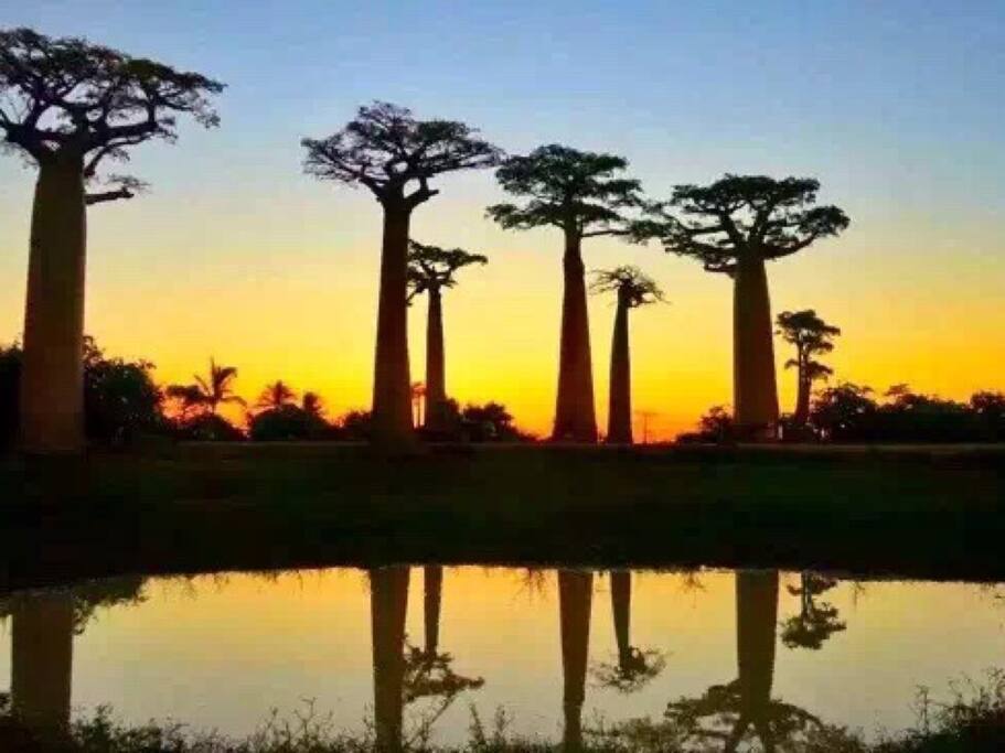 在神奇的猴面包树大道 看燃烧整个天幕的剪影日落 马达加斯加旅游攻略 尽在airbnb爱彼迎