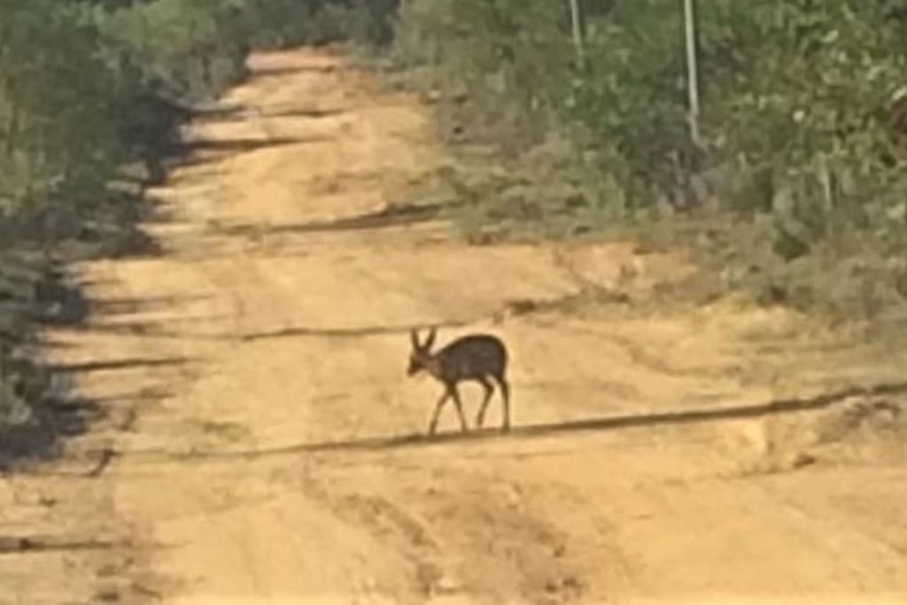 Buck crossing the road up to The Square Elephant - please drive carefully.