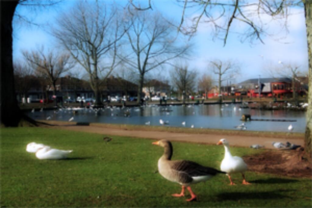 The Lough, nearby bird sanctuary