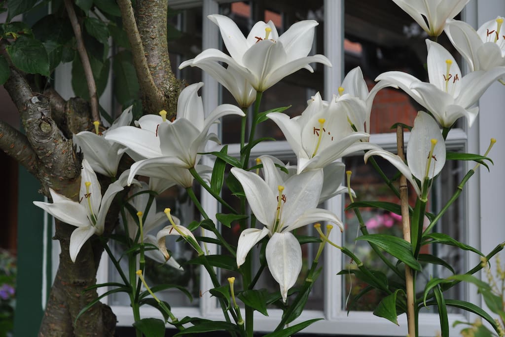 garden view