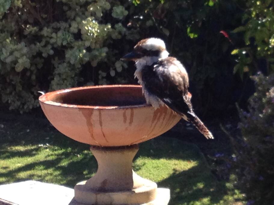 Kookaburra in birdbath in courtyard.