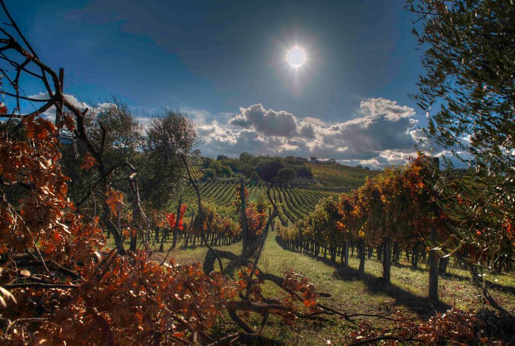 I Vigneti che circondano la casa e la zona.
