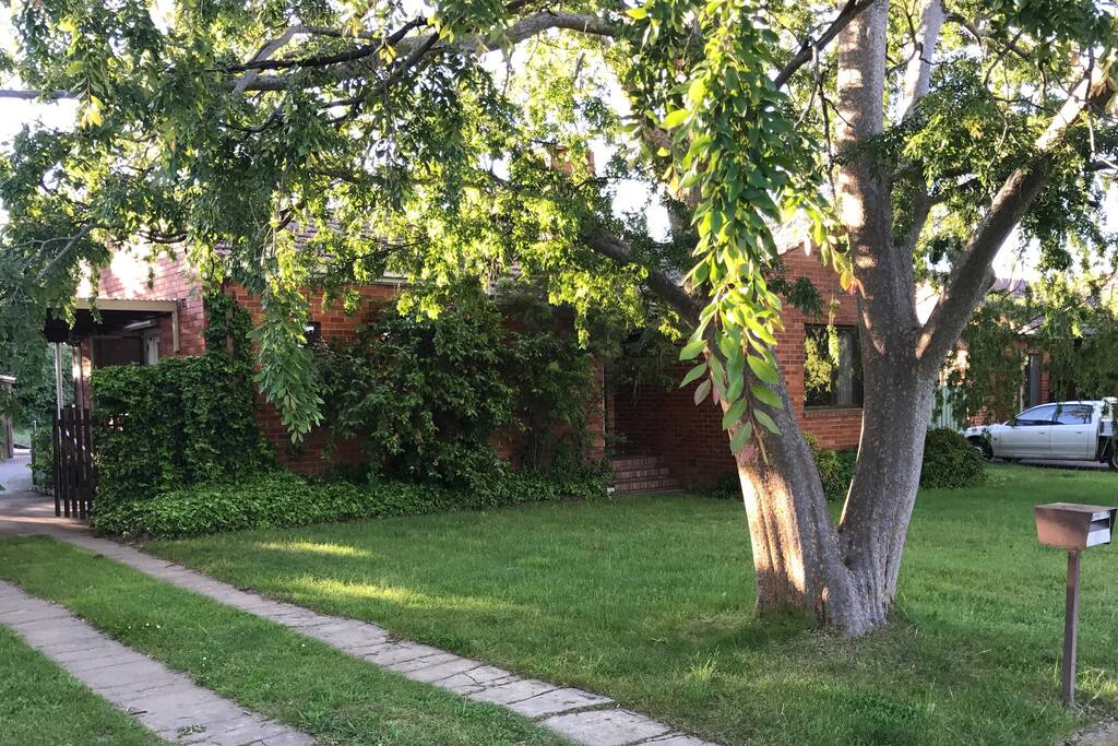 I think they are Chinese Elm