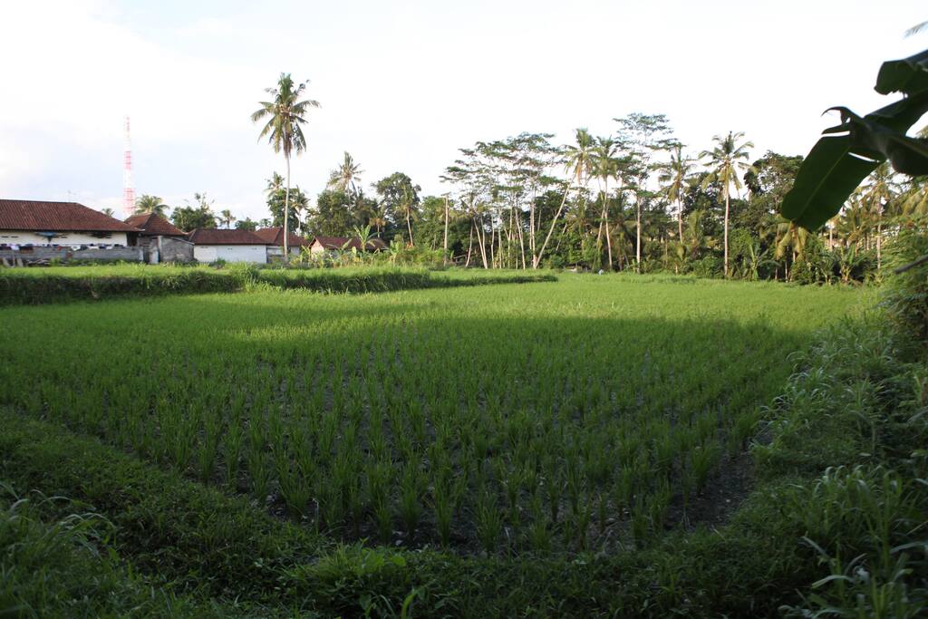 rice field view