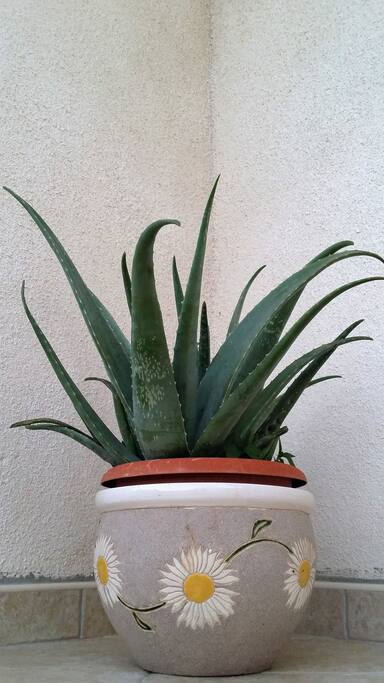 Aloe vera