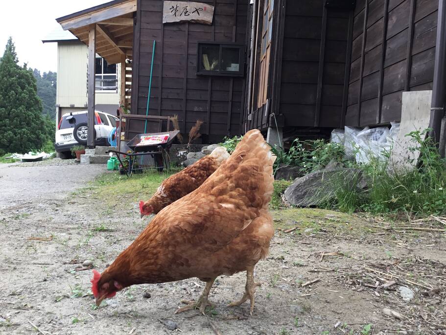 ニワトリさん