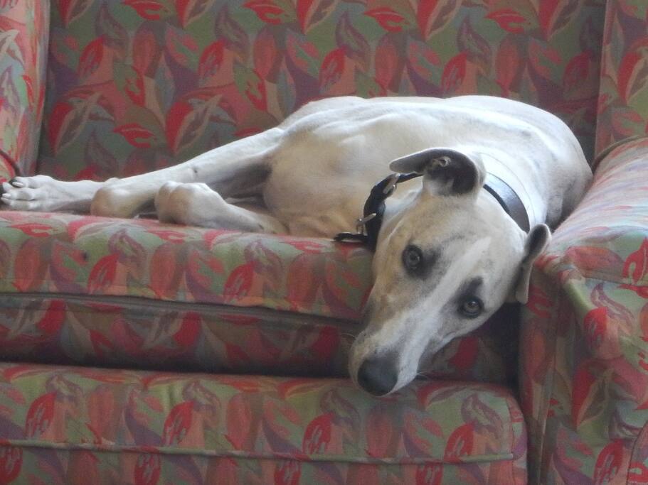 Resident whippet.