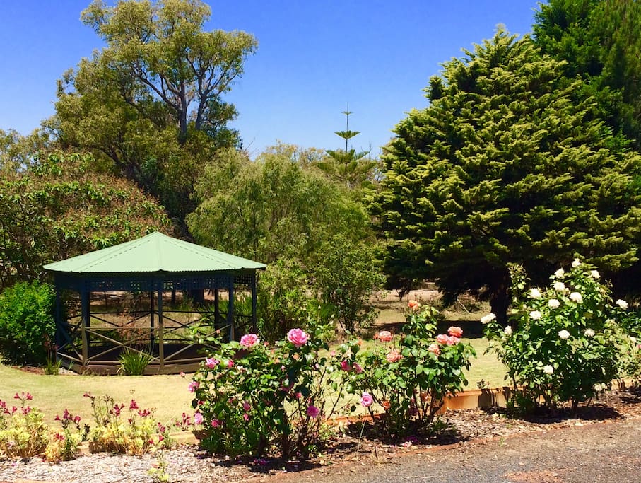Roses and lawn with shady yoga space.