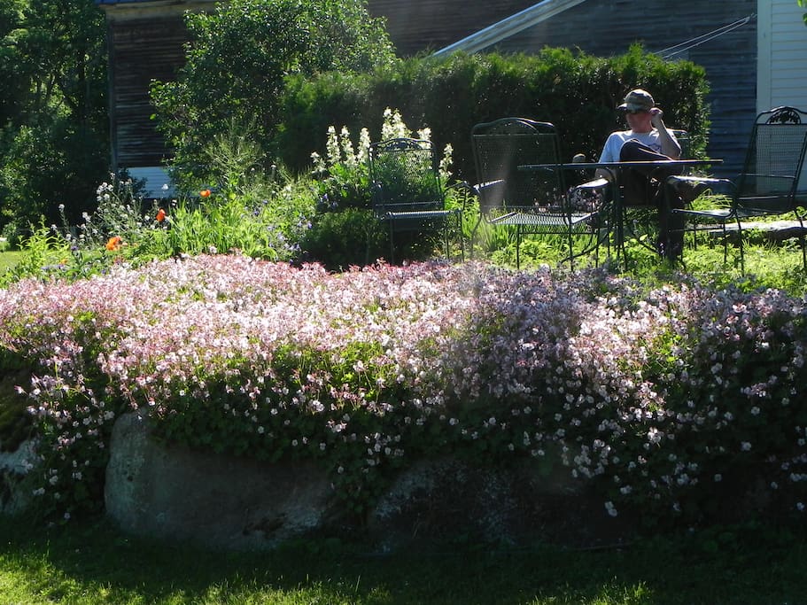 Patio garden.
