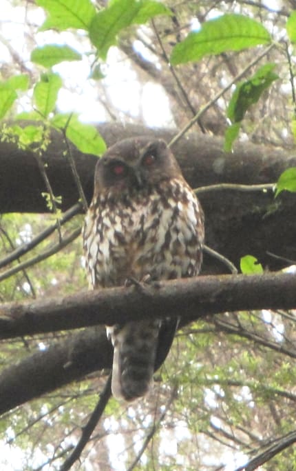 Mike the Morepork in one of our trees