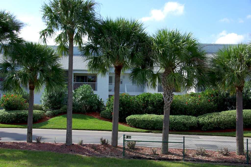 Palm Tree, Tree, Bench, Yard, Building