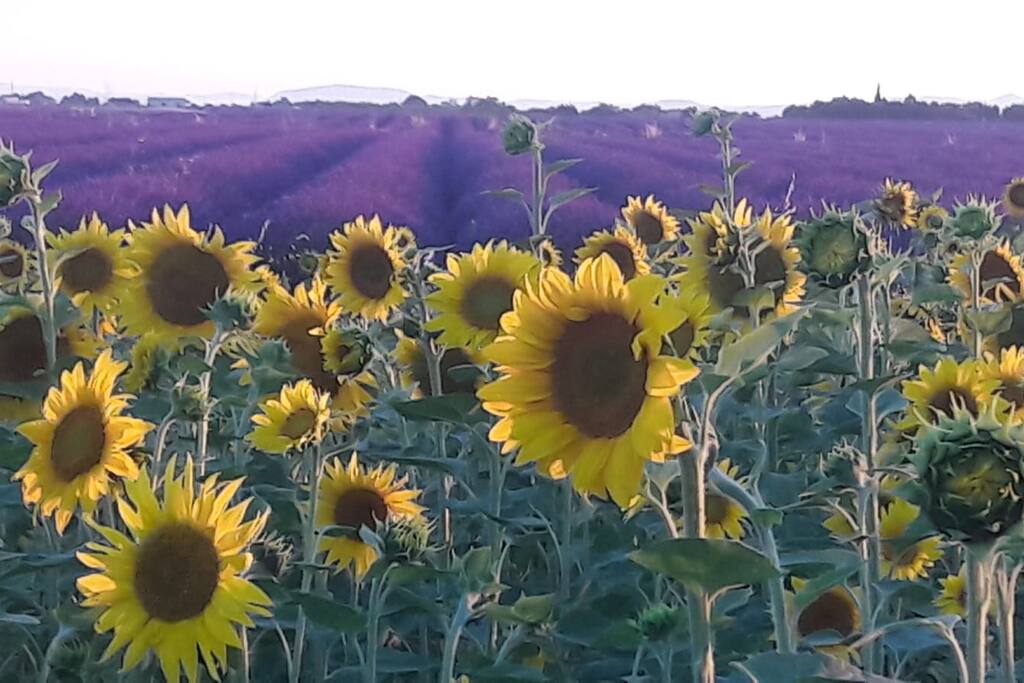 Juillet 2018, plateau de Valensole, lavandes & tournesols