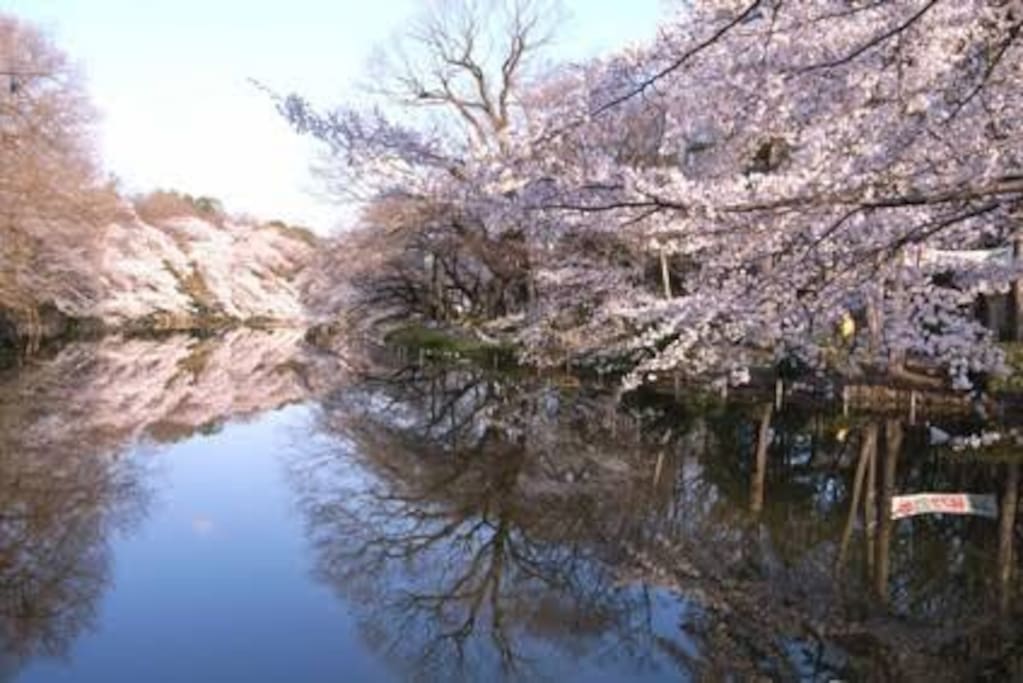 Two minutes walk to one of the largest parks in Tokyo, Inokashira Park.