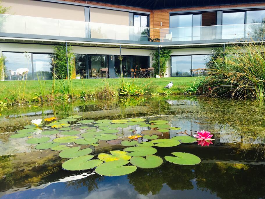 Lily pond in garden
