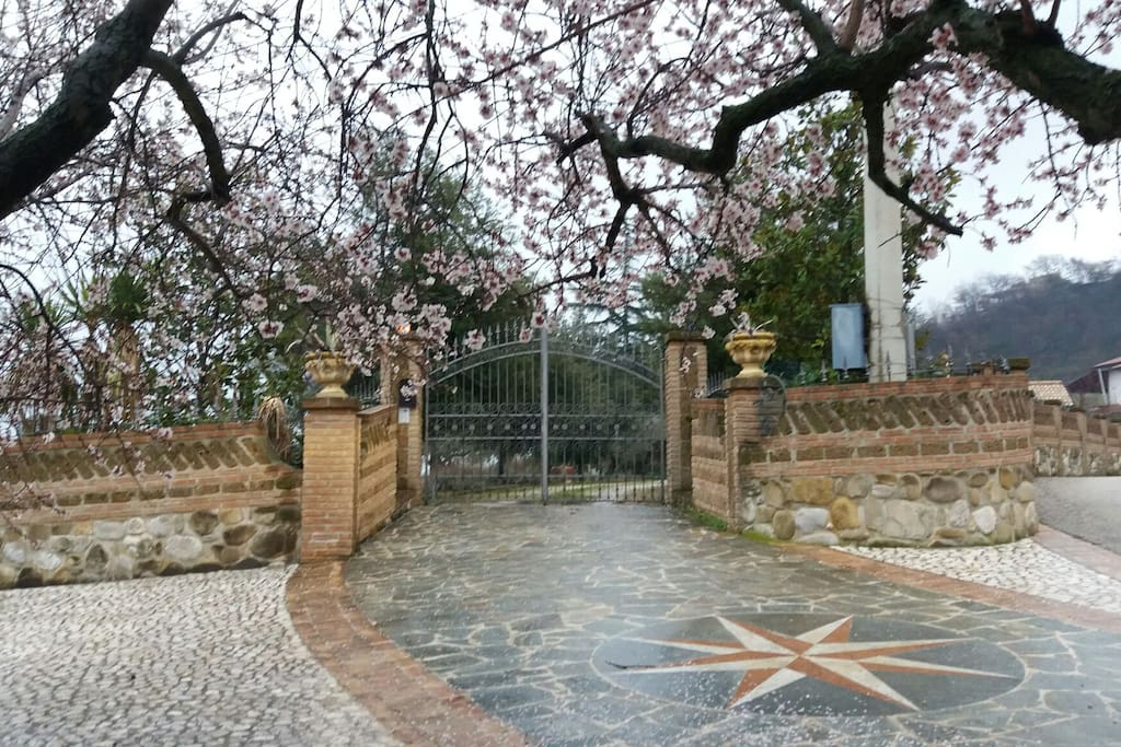 l'ingresso della villa con il mandorlo fiorito