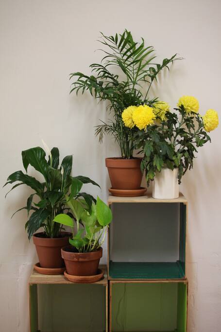 Fresh flowers and plants.