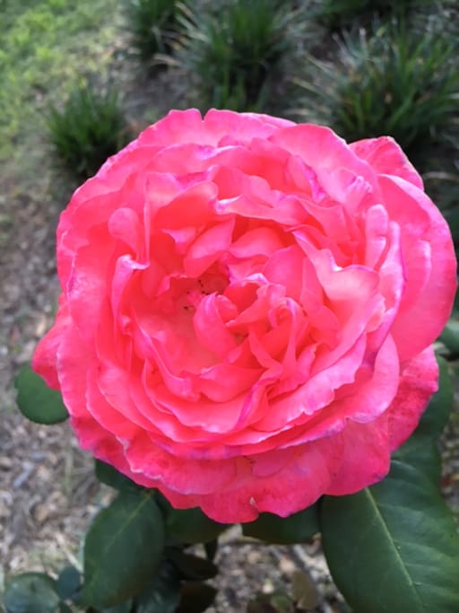 Beautiful gardens