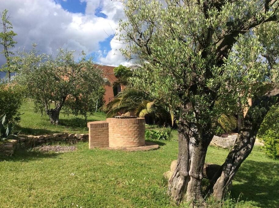 The well among the olive trees
