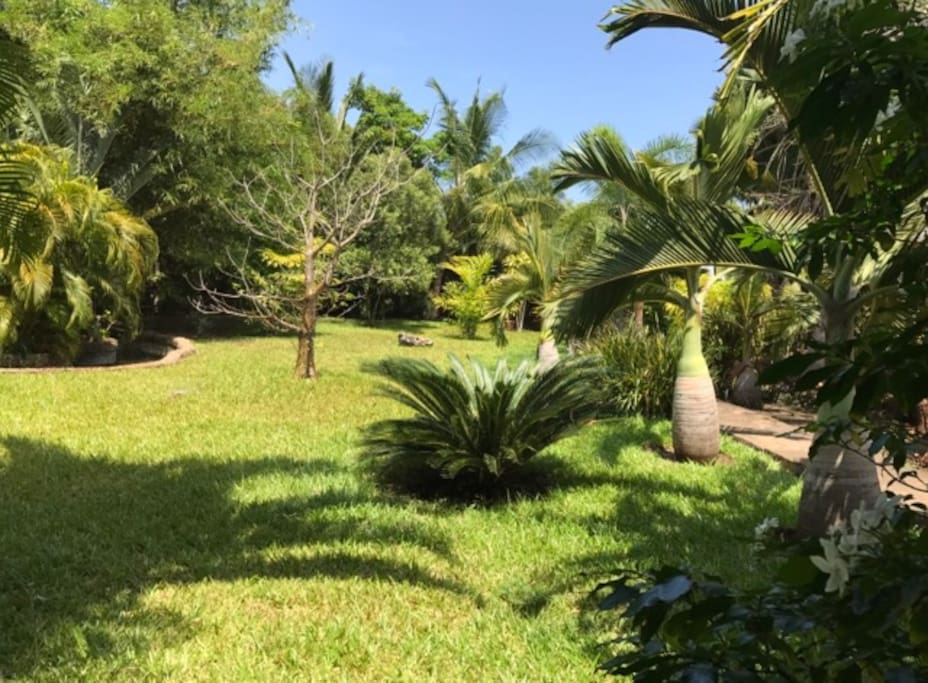 Manicured garden