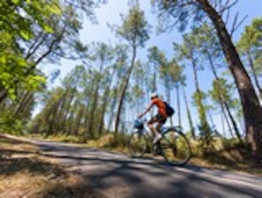 la velodyssée sous les pins