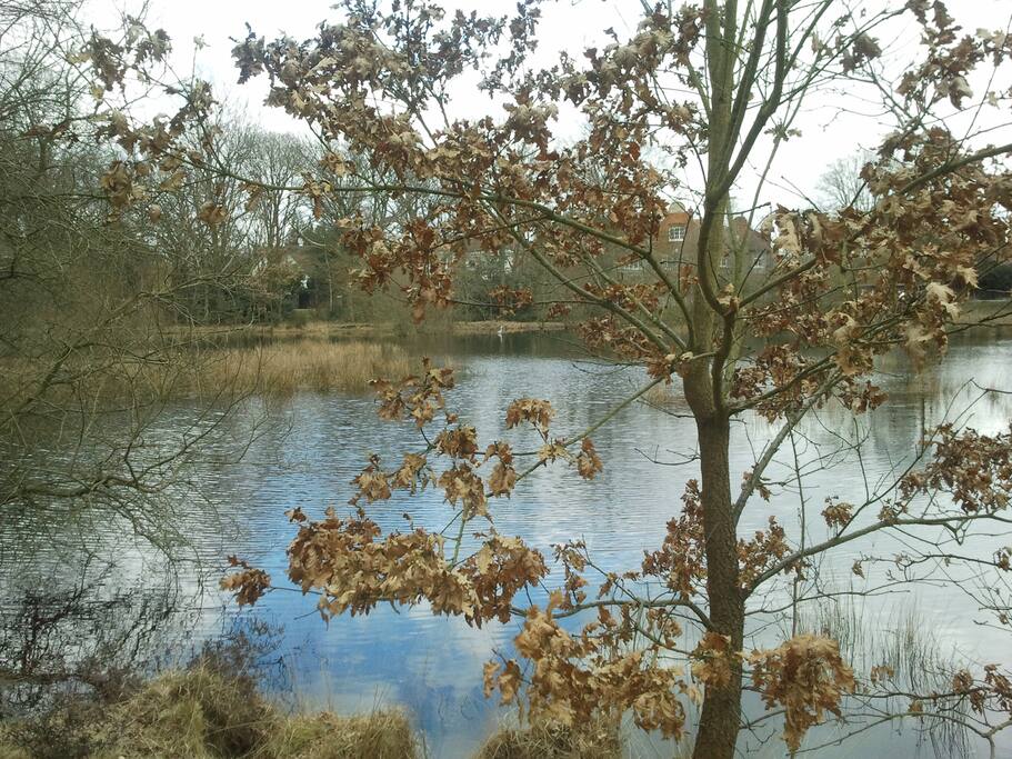 Heron lake 9n Wimbledon Common.