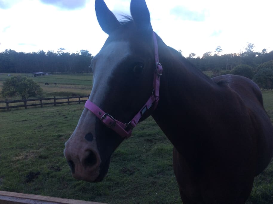May, the friendly retired racehorse next door - loves a pat and some juicy lucerne hay from our mower shed near the banana trees