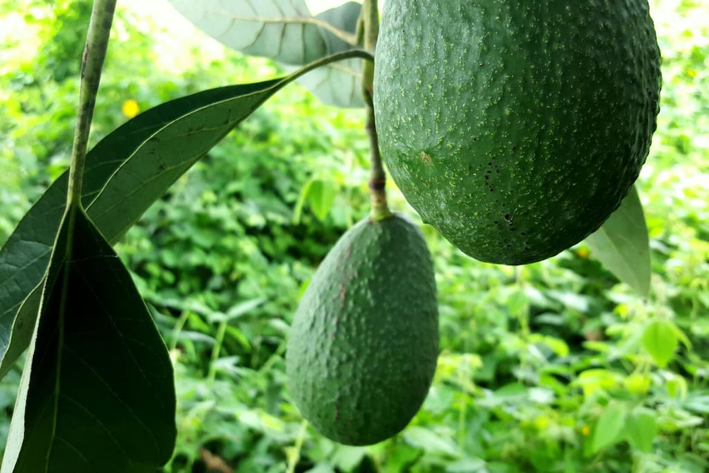 Over 5 acres of avocado and macadamia nut trees to explore and find the perfect one!