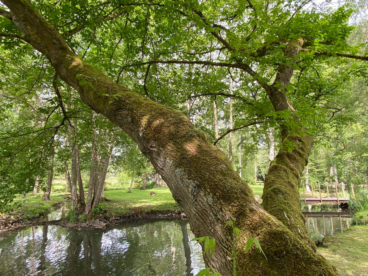 A large, moss-covered tree extends over a tranquil stream, with lush green leaves providing dappled sunlight. The surrounding area features a grassy landscape, enhancing the natural calmness of the setting. Reflections of the greenery can be seen on the water's surface.