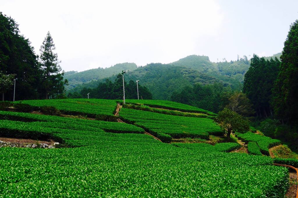 Visits to Japanese tea farms