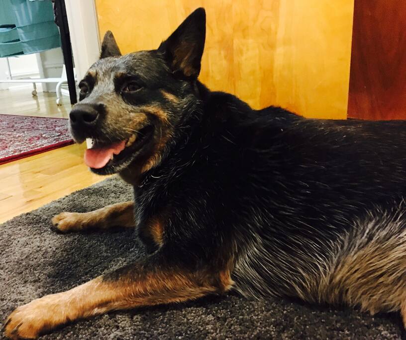 You must be okay with dogs! She will bring you things to fetch!