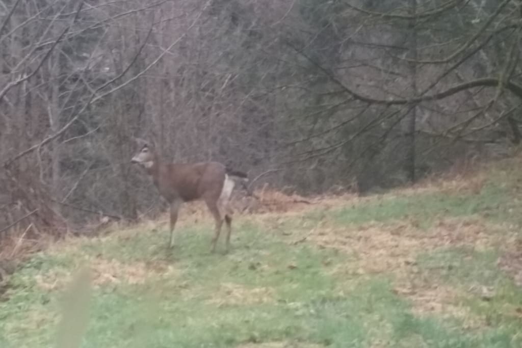 This guy visited our backyard.
