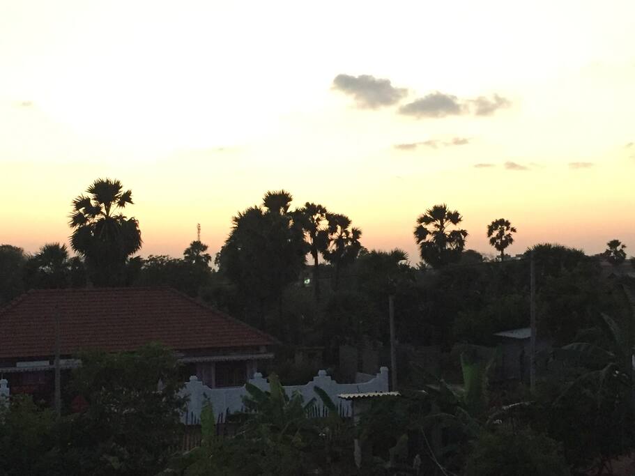 Sunset through the palm trees