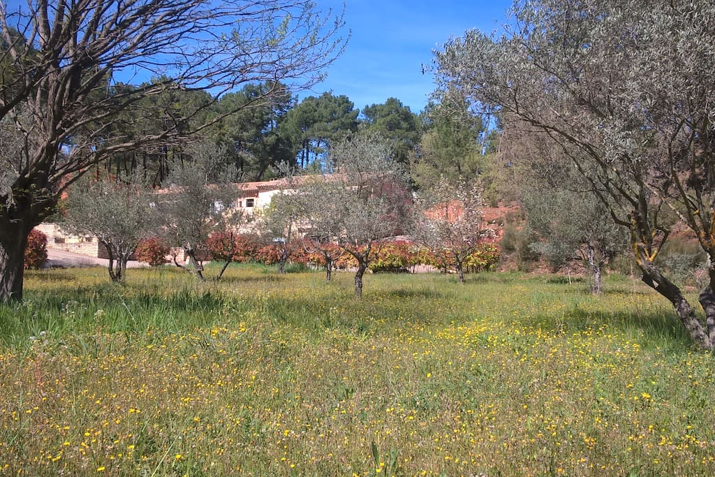 Le jardin au printemps