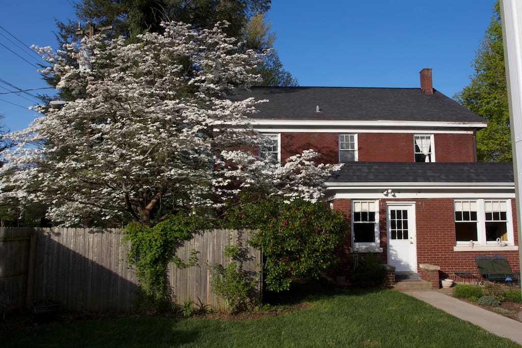 Back of house, Dogwood in bloom