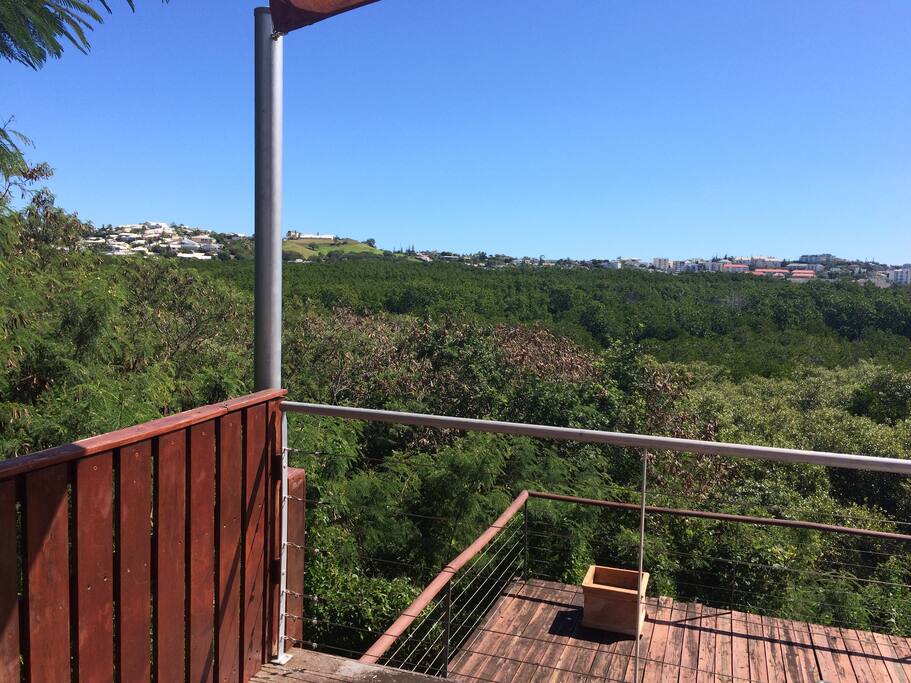 Vue sur la mangrove