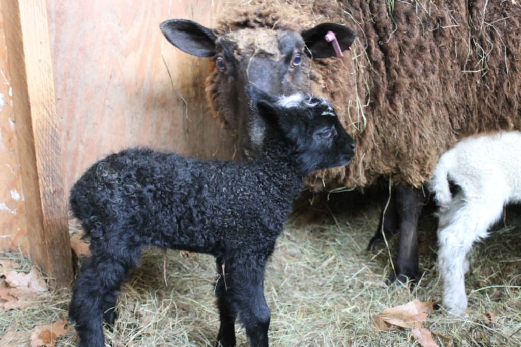 Spring time at Hamilton Farm ~ Babies!