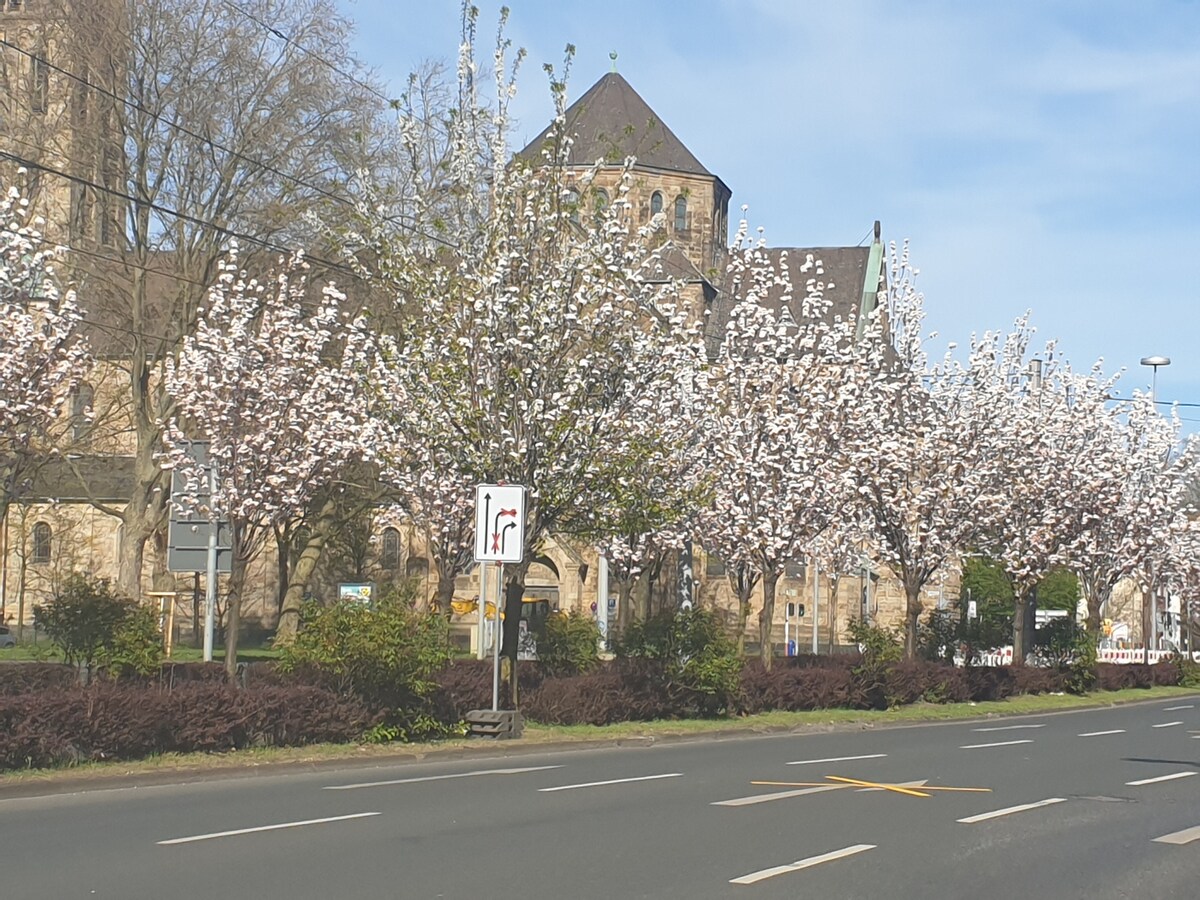 Erfolgreiche Airbnb-Immobilie: 1-Flora Apartment in Feldmark