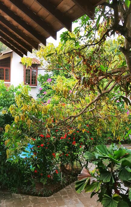 Garden seen from balcony