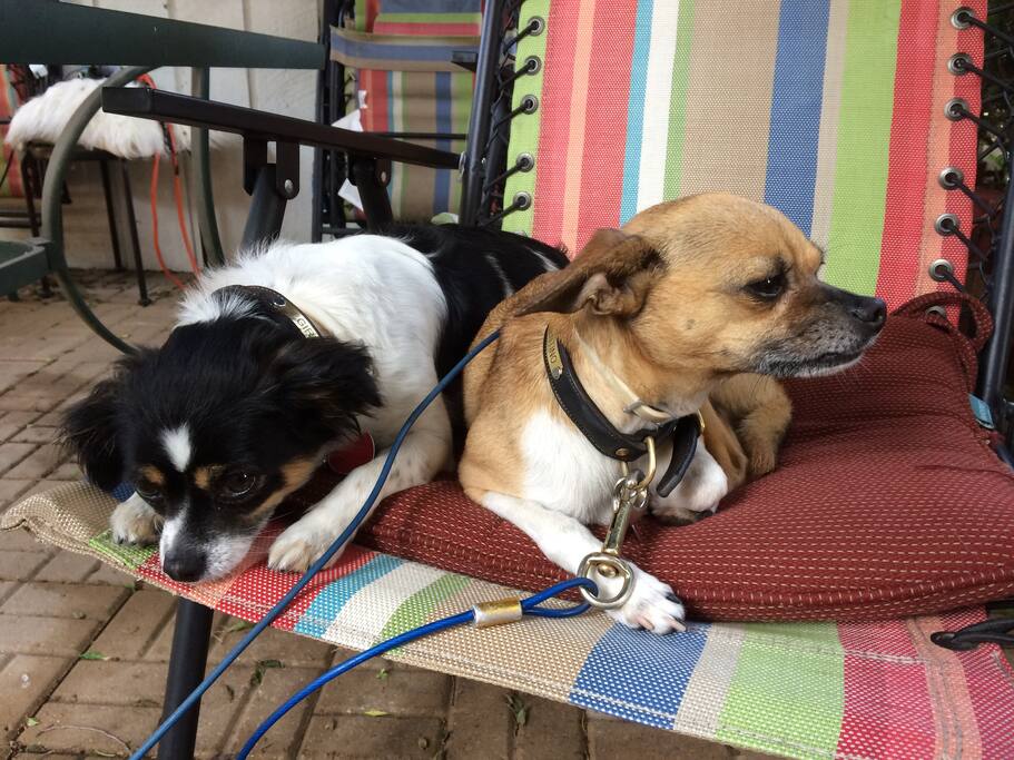 Gentle your kind-hearted canine companions.