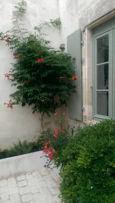 Cour