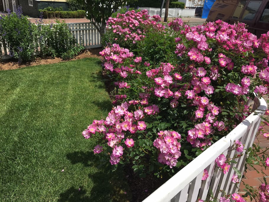 Roses in the front garden
