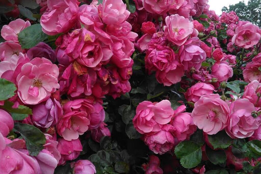 Rosiers Bois de Vincennes