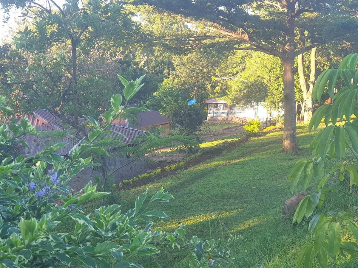 Lush greenery surrounds a gently sloping garden, featuring indigenous trees and vibrant foliage. Paths weave through the scenery, leading to various outdoor spaces. Sunlight filters through the leaves, casting dappled shadows on the grassy area, creating a peaceful and natural environment.