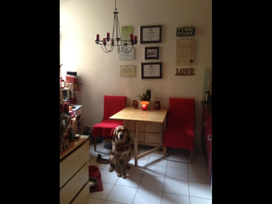 Kitchen and my lovely gentle dog Harlem