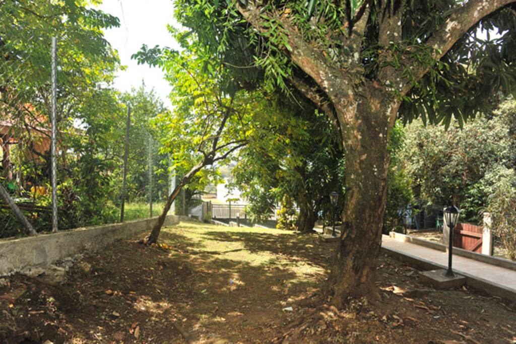 Jardin privatif, Arbres fruitiers