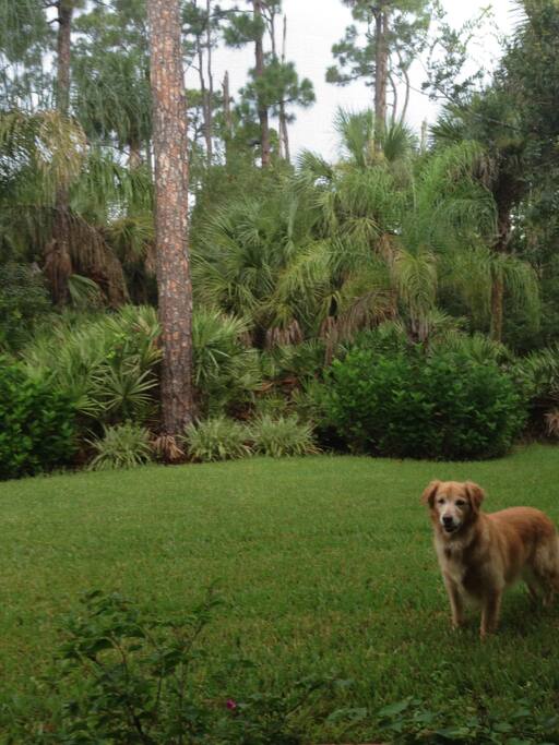 Back yard .... A preserve!