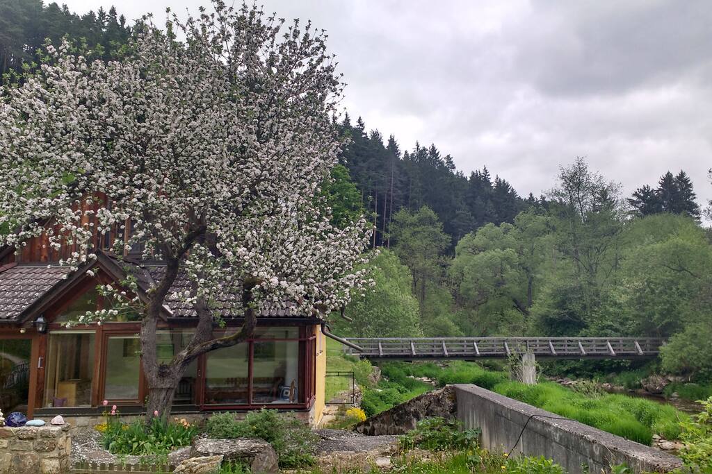 Apfelbaumblüte im Mai