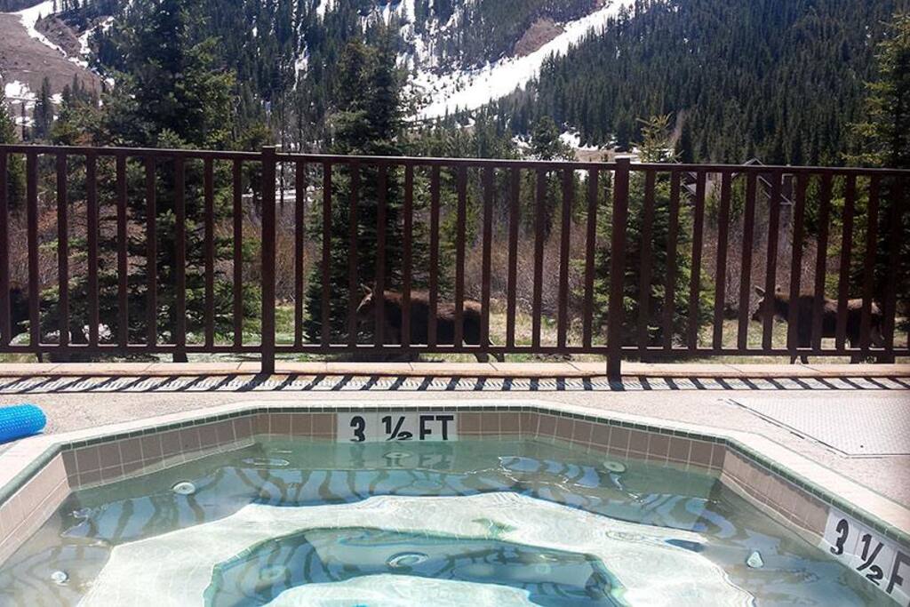 3 Mooses walking past the hottubs. I can't guarantee you will see moose but they are about particularly in the spring.