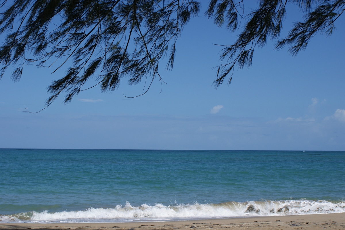 The image captures a serene beach scene with soft waves gently lapping at the shore. Lush green pine branches frame the top of the photo, enhancing the sense of tranquility. The calm, blue ocean stretches across the horizon under a clear sky.