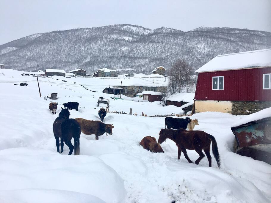 We own three horses that are available for horseback rides.